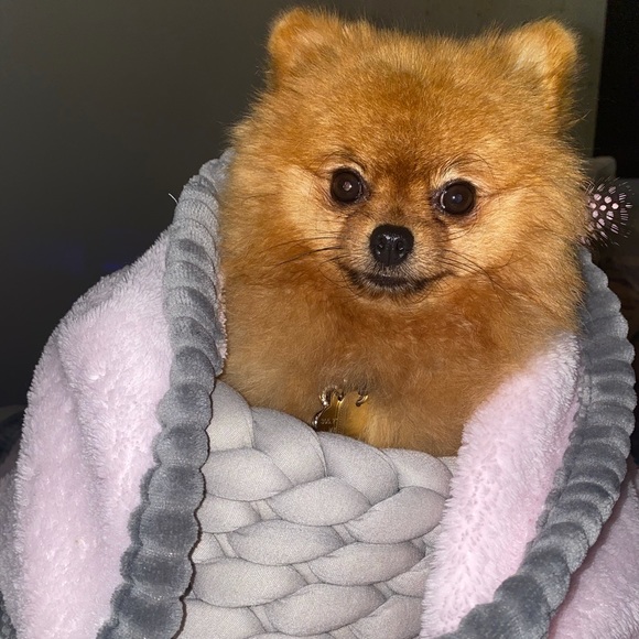 olitheminipom